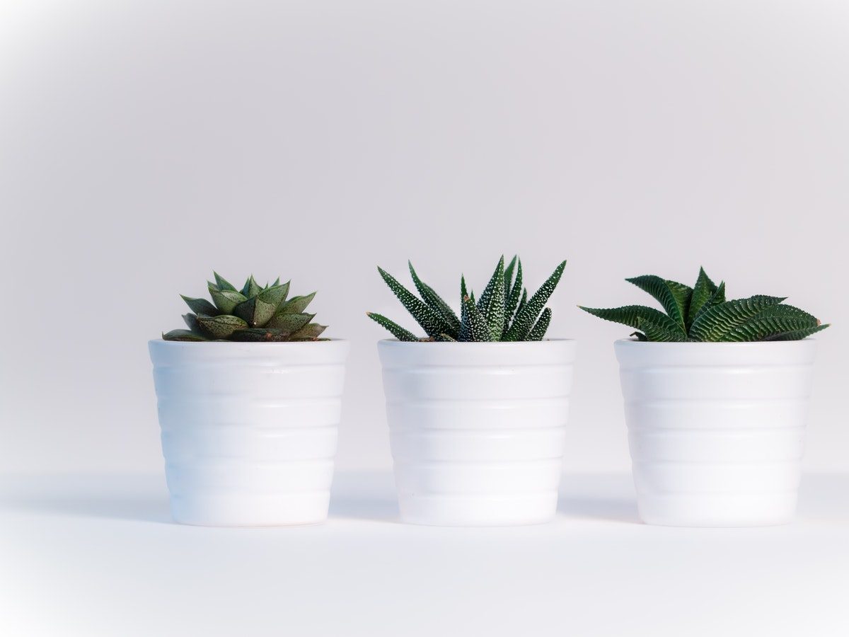 Indoor Cactus