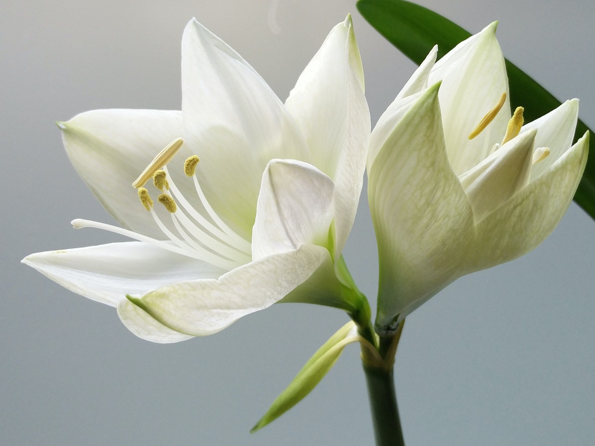 Small Lilly